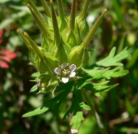 {Geranium carolinianum}